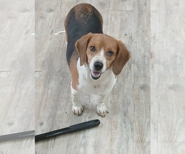 Medium Photo #14 Beagle Puppy For Sale in Murfreesboro, NC, USA