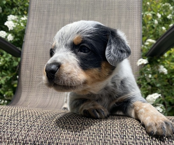 Medium Photo #2 Australian Cattle Dog Puppy For Sale in RICHMOND, MI, USA
