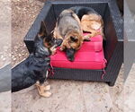 Small German Shepherd Dog