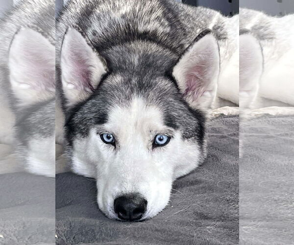 Medium Photo #6 Labsky Puppy For Sale in Carrollton, TX, USA