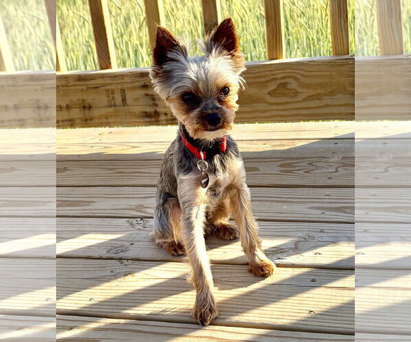 Medium Photo #5 Mutt Puppy For Sale in Allentown,, PA, USA