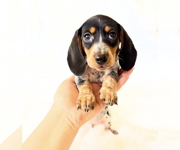 Medium Photo #8 Dachshund Puppy For Sale in DAVIS, CA, USA