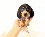 Small #7 Dachshund