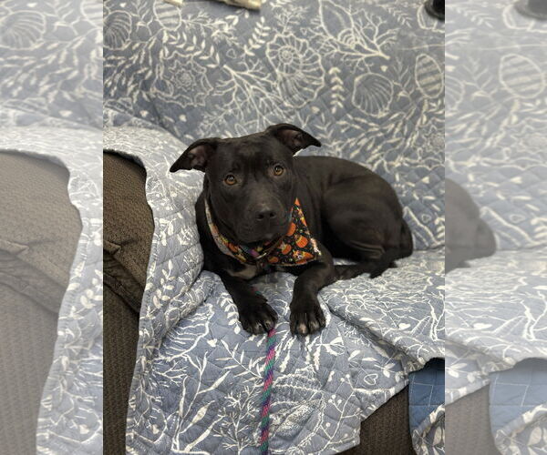 Medium Photo #14 American Pit Bull Terrier-Unknown Mix Puppy For Sale in Rockaway, NJ, USA