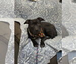 Small #13 American Pit Bull Terrier Mix