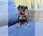 Puppy Red Collar Miniature Pinscher