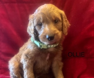 Goldendoodle Puppy for sale in CLAREMORE, OK, USA