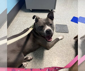 Labrador Retriever-Unknown Mix Dogs for adoption in Lockport, NY, USA