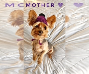Mother of the Yorkshire Terrier puppies born on 12/25/2023