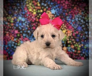Schnoodle (Miniature) Puppy for sale in WINNSBORO, LA, USA