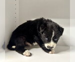 Small #8 Labrador Retriever Mix