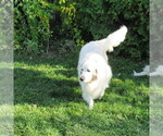Small Photo #22 English Cream Golden Retriever Puppy For Sale in NORTHWOOD, OH, USA