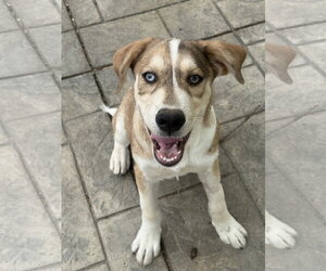 Siberian Husky-Unknown Mix Dogs for adoption in Fenton, MO, USA
