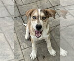George Jones - Male Siberian Husky-Unknown Mix Dog for Adoption - Small photo