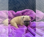 Small Photo #7 French Bulldog Puppy For Sale in PUEBLO, CO, USA