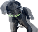Small Photo #1 Great Dane Puppy For Sale in WILLIS, TX, USA