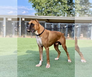 Curry - Male Boxer Dog for Adoption - Photo #4