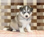 Small #3 Pomsky