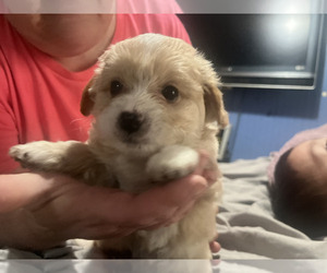 Maltipoo Puppy for sale in SEVEN SPRINGS, NC, USA