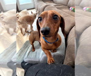 Dachshund Dogs for adoption in Sioux Falls, SD, USA