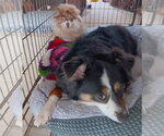Small #1 Australian Shepherd