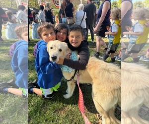 Vittoria - Female Great Pyrenees-Unknown Mix Dog for Adoption - Photo #2