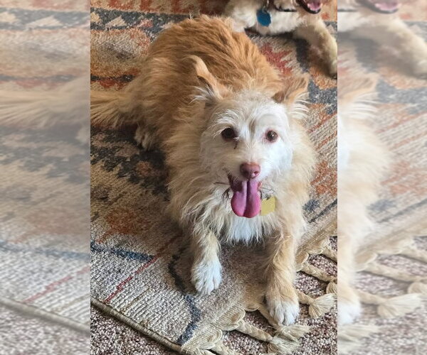 Medium Photo #3 Mutt Puppy For Sale in Boonton, NJ, USA