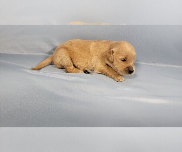 Medium Photo #48 Golden Retriever Puppy For Sale in BLACK FOREST, CO, USA