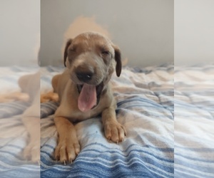 Greyhound-Saluki Mix Puppy for sale in SAVANNAH, GA, USA