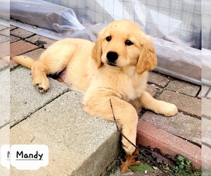 Golden Retriever Puppy for Sale in FREDONIA, Kansas USA
