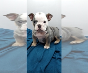 English Bulldog Puppy for sale in BRANDON, FL, USA