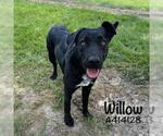 Small #1 Labrador Retriever Mix