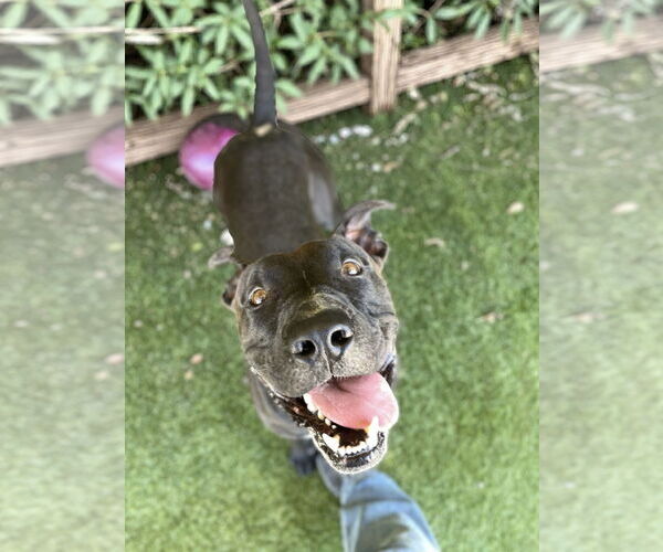 Medium Photo #2 American Pit Bull Terrier-Unknown Mix Puppy For Sale in Rowlett, TX, USA