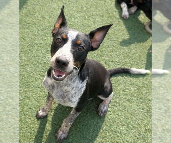 Medium Photo #6 Mutt Puppy For Sale in McKinney, TX, USA