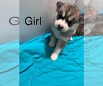 Small Photo #1 Siberian Husky Puppy For Sale in CLARKSTON, MI, USA