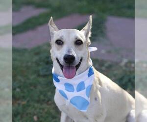 American Staffordshire Terrier-Unknown Mix Dogs for adoption in San Antonio, TX, USA