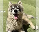 Small #4 Siberian Husky