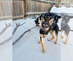 Small #5 German Shepherd Dog Mix