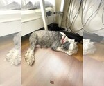 Small Photo #1 Old English Sheepdog Puppy For Sale in ROSEMEAD, CA, USA