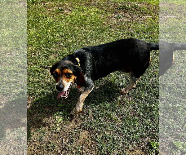 Medium Photo #5 Beagle Puppy For Sale in Spring Lake, NC, USA
