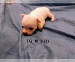 Small #17 Chihuahua