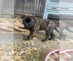 Puppy Red Dutch Shepherd Dog