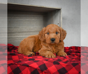 Goldendoodle Puppy for sale in ITASCA, TX, USA