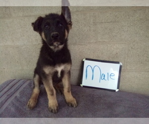 German Shepherd Dog Puppy for Sale in LOGAN, Ohio USA