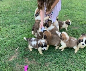 Saint Bernard Litter for sale in LOUISA, VA, USA
