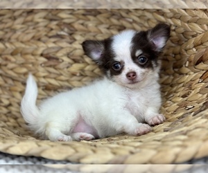 Chihuahua Puppy for sale in BEAUMONT, TX, USA
