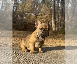 Medium French Bulldog