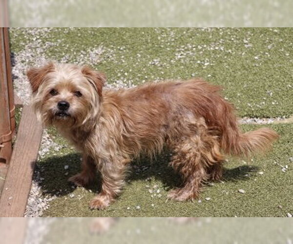 Medium Photo #3 Norfolk Terrier-Unknown Mix Puppy For Sale in Rockaway, NJ, USA