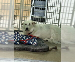 German Shepherd Dog-Great Pyrenees Mix Dogs for adoption in Frisco, CO, USA