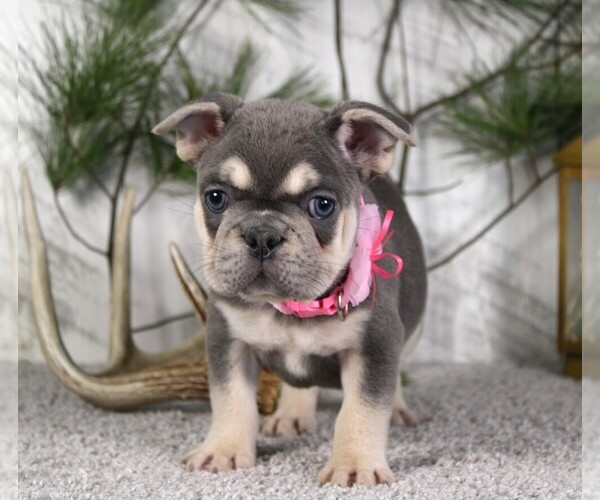 Medium Photo #4 French Bulldog Puppy For Sale in FRESNO, OH, USA